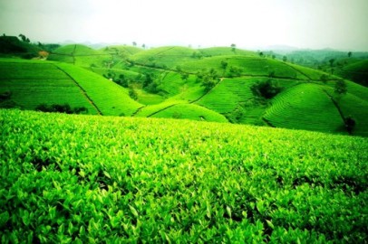 Cơ sở cung cấp rượu dừa giá sỉ tốt nhất tại Thái Nguyên